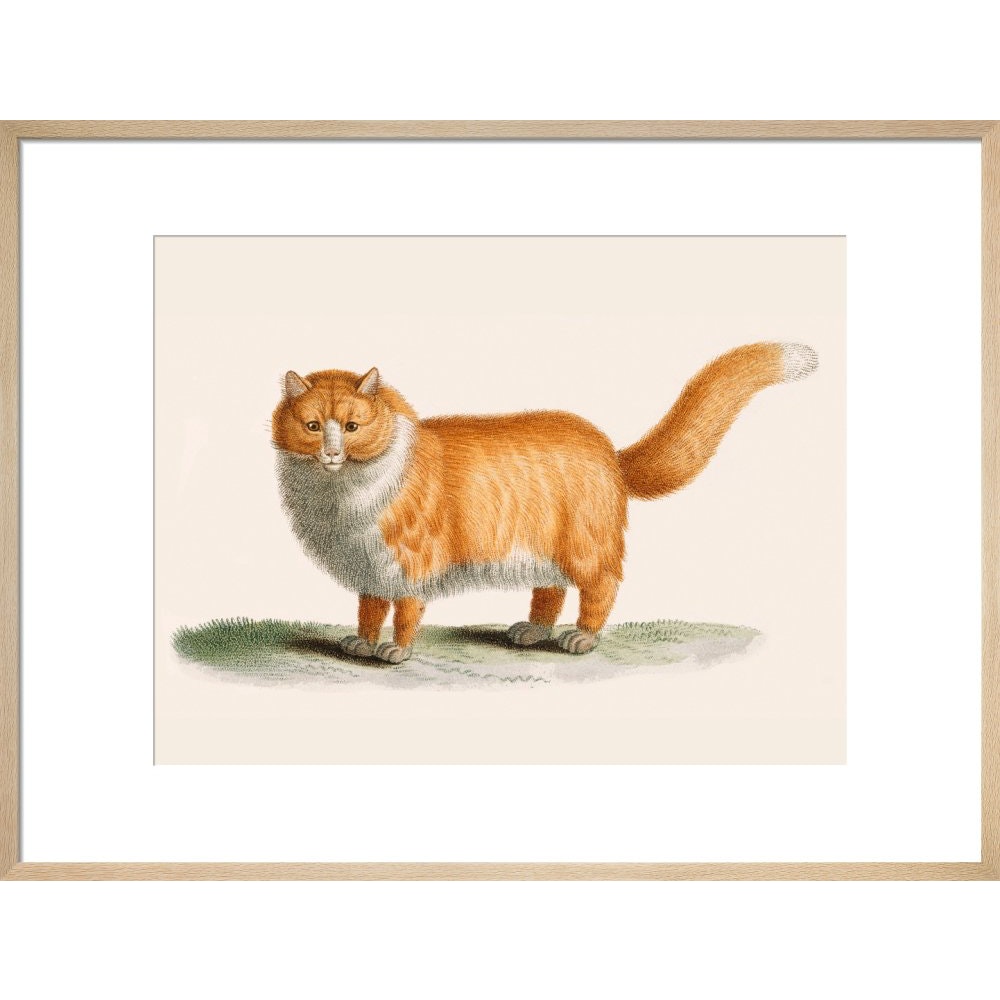 A ginger cat print in natural frame