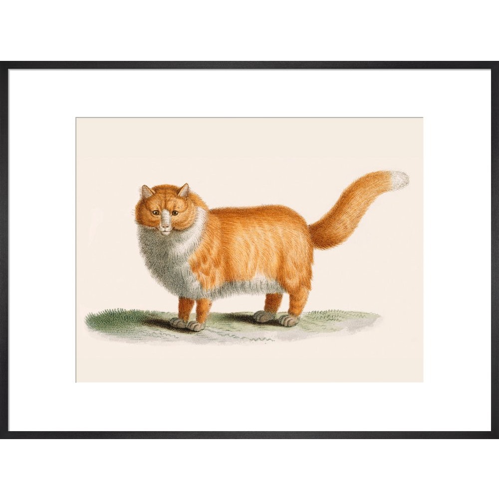 A ginger cat print in black frame
