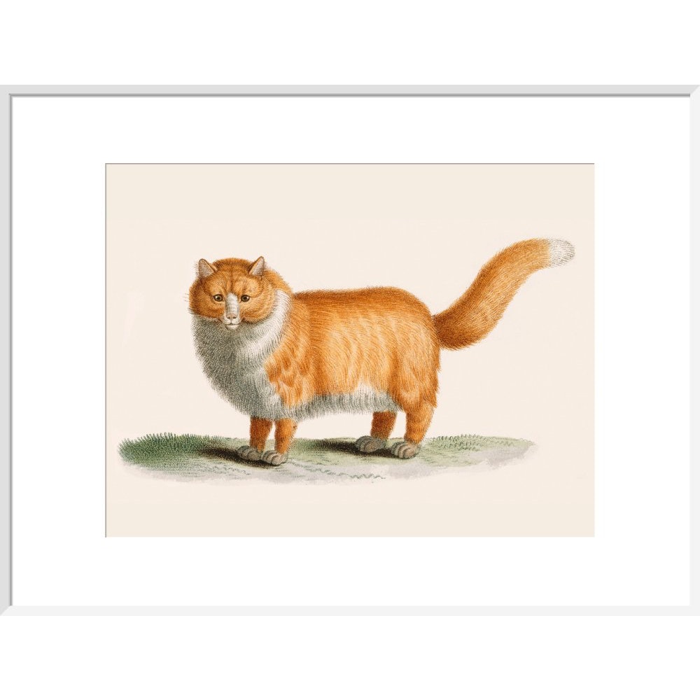 A ginger cat print in white frame