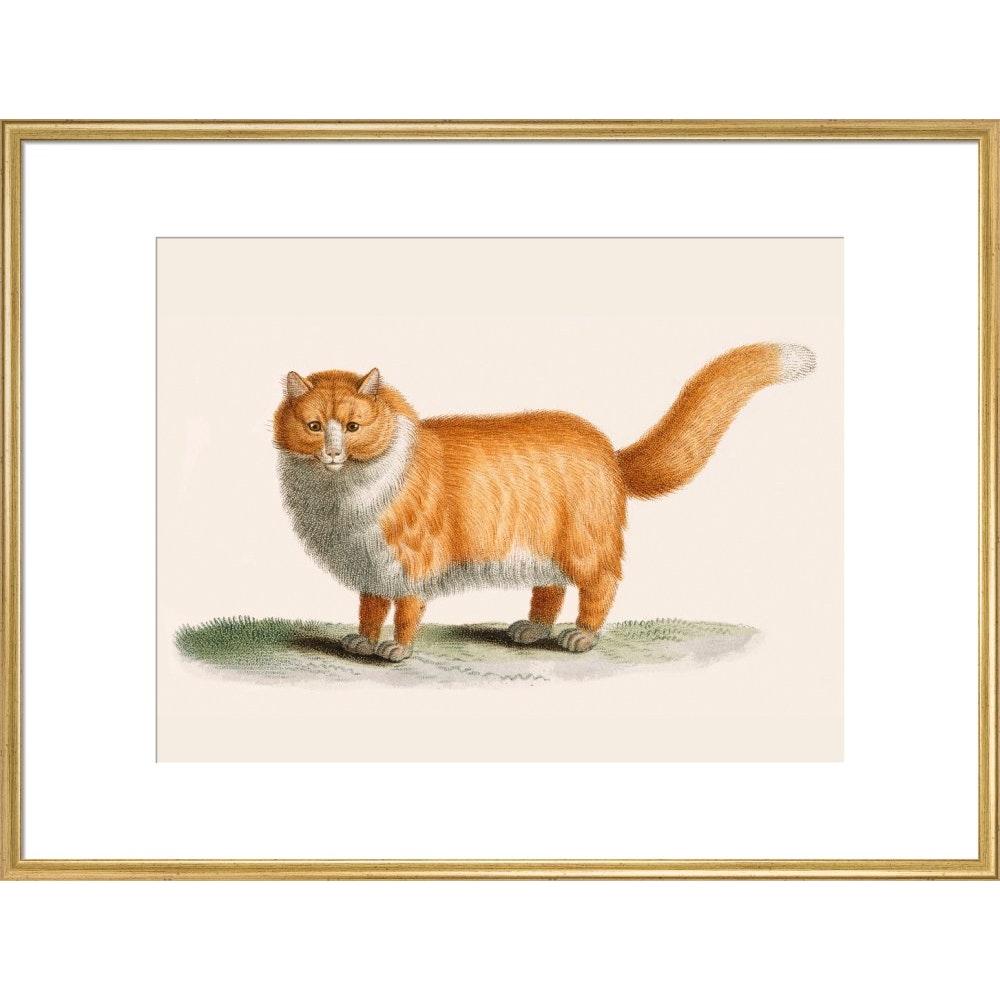 A ginger cat print in gold frame