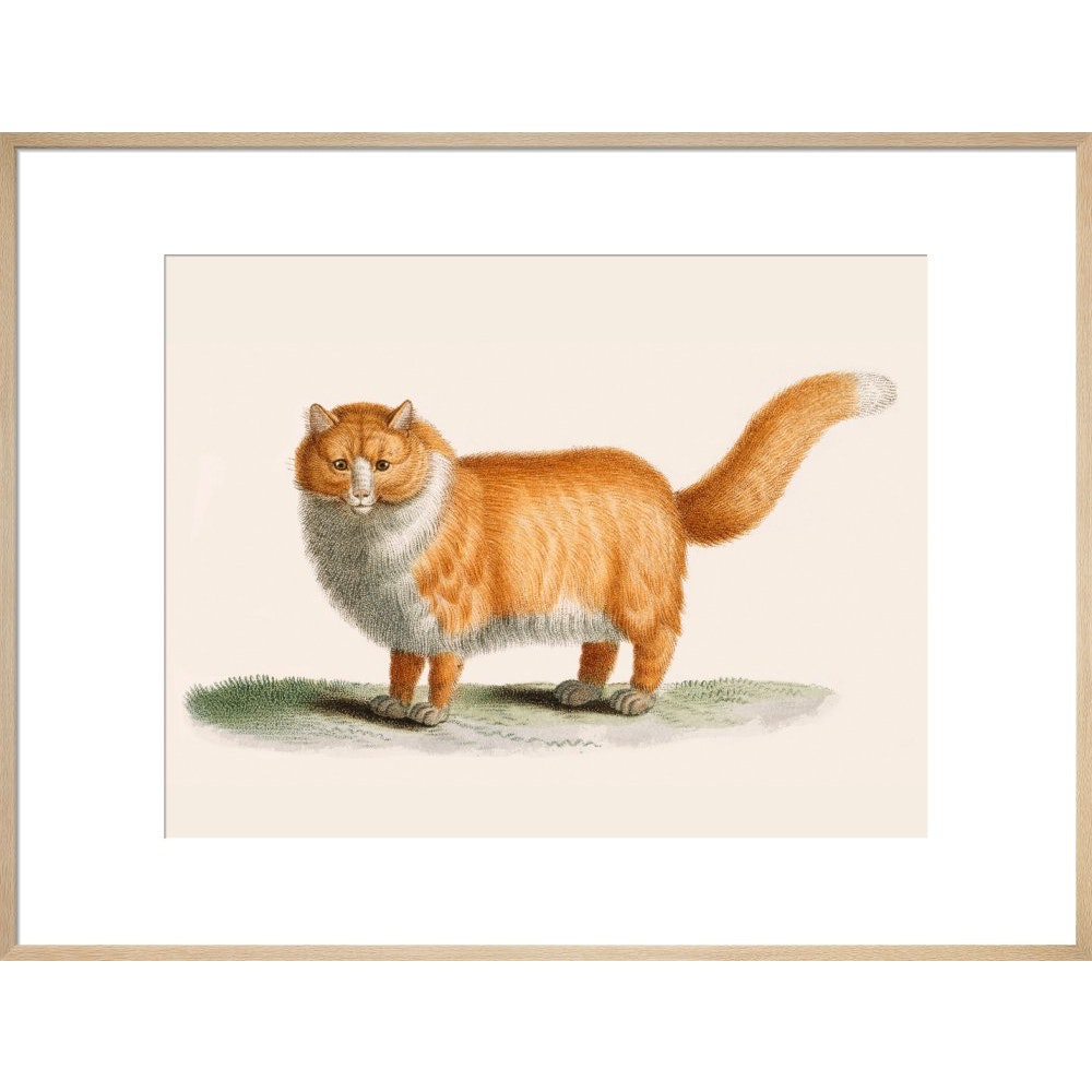 A ginger cat print in natural frame
