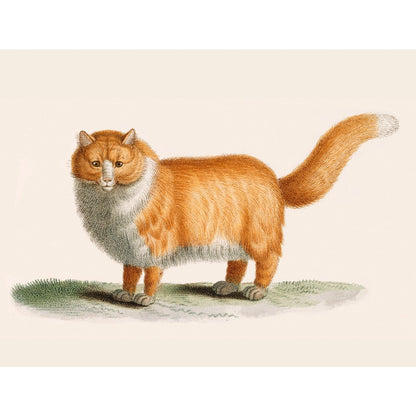 A ginger cat print