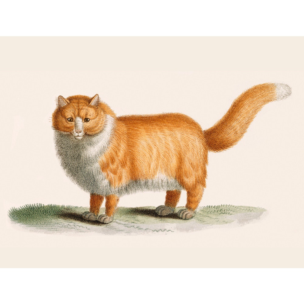 A ginger cat print