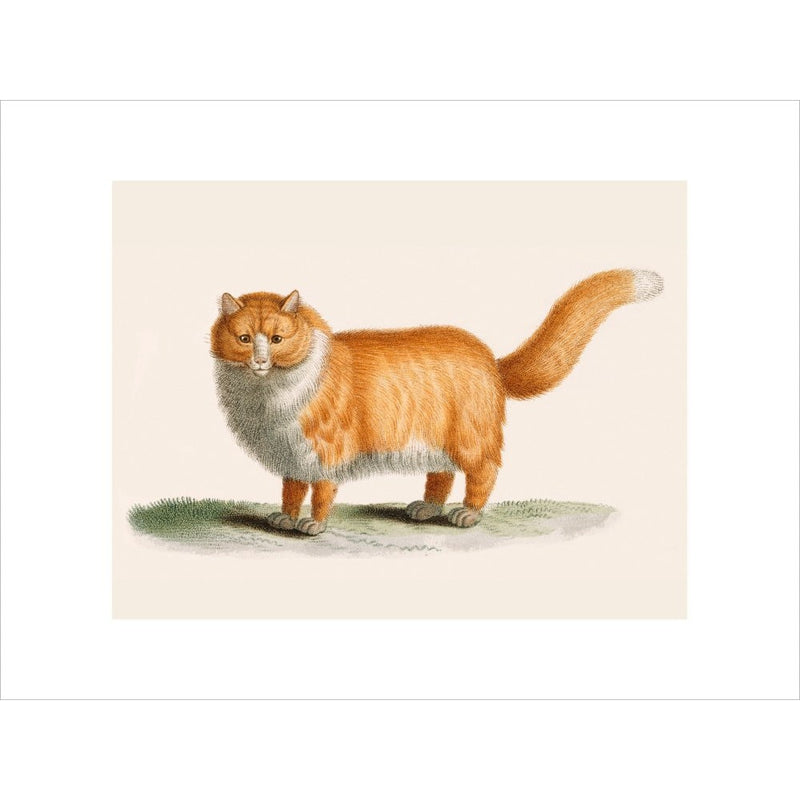 A ginger cat print