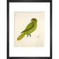 Blue-Backed Parrot print in black frame