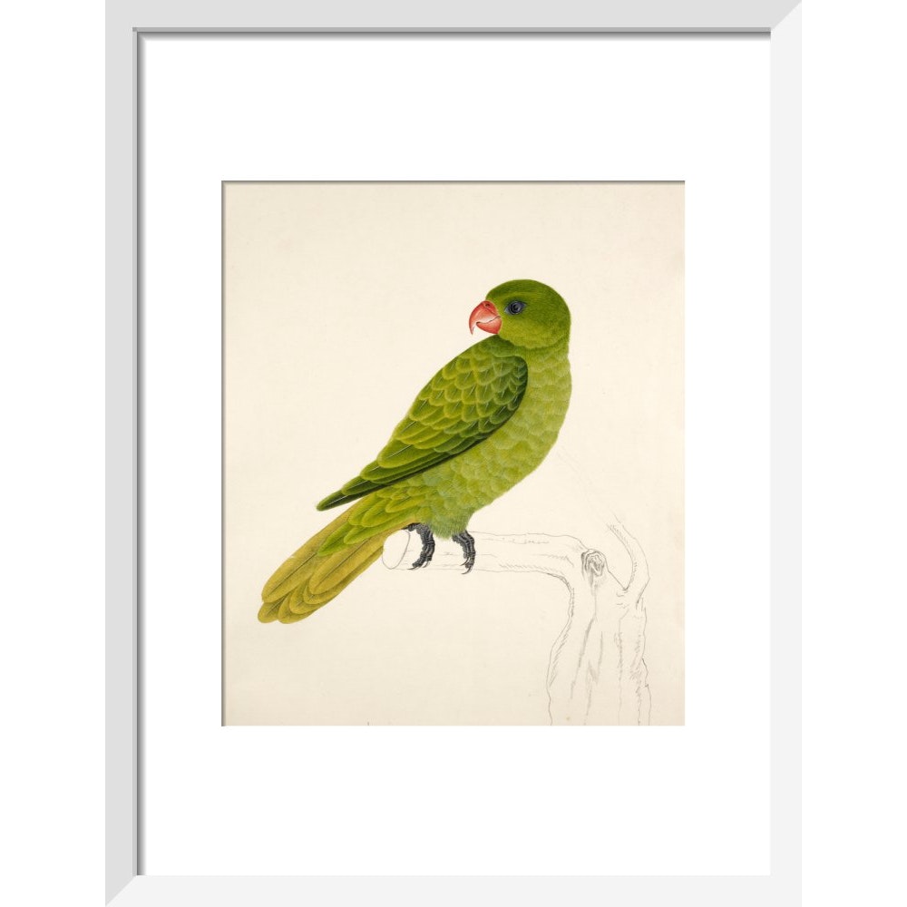 Blue-Backed Parrot print in white frame