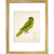 Blue-Backed Parrot print in gold frame