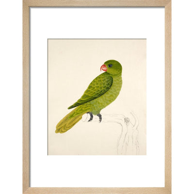 Blue-Backed Parrot print in natural frame