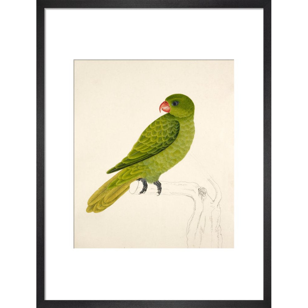 Blue-Backed Parrot print in black frame