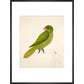 Blue-Backed Parrot print in black frame