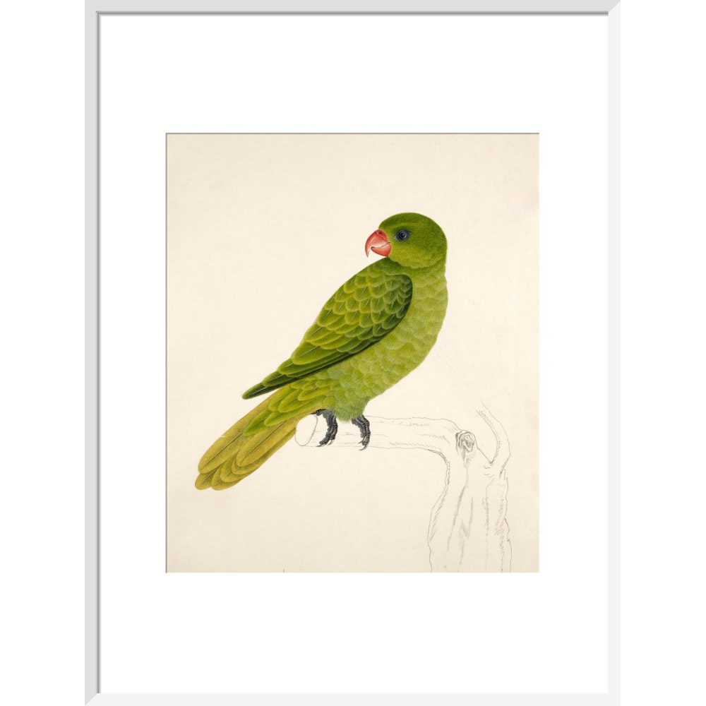 Blue-Backed Parrot print in white frame