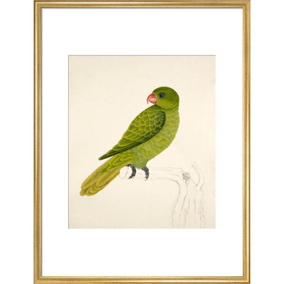 Blue-Backed Parrot print in gold frame