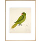 Blue-Backed Parrot print in natural frame