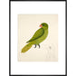 Blue-Backed Parrot print in black frame