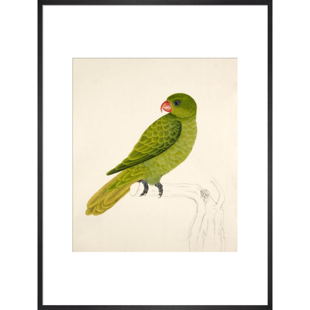 Blue-Backed Parrot print in black frame
