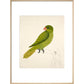 Blue-Backed Parrot print in natural frame