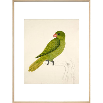Blue-Backed Parrot print in natural frame