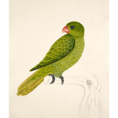 Blue-Backed Parrot print
