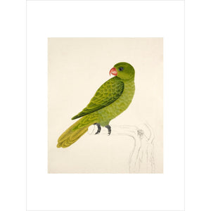 Blue-Backed Parrot print unframed