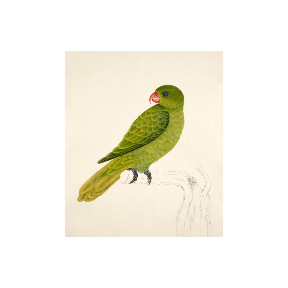 Blue-Backed Parrot print unframed