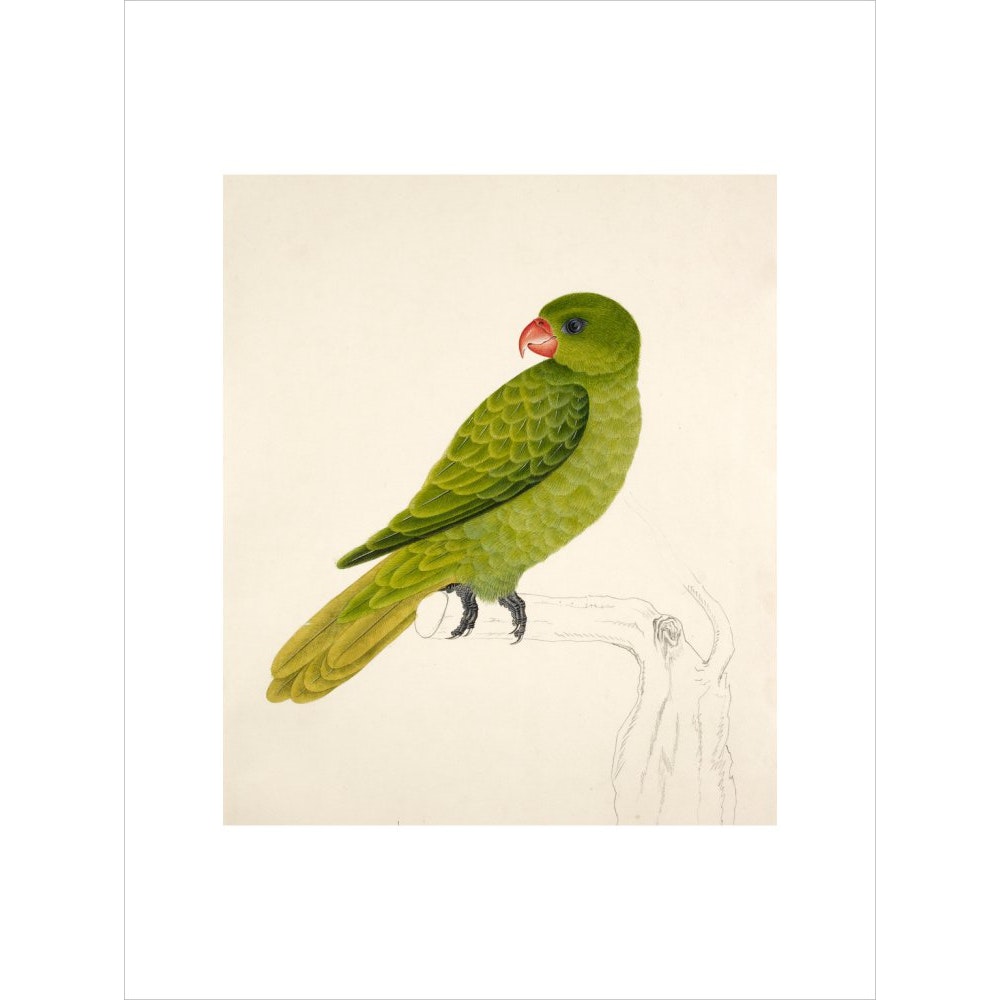 Blue-Backed Parrot print unframed