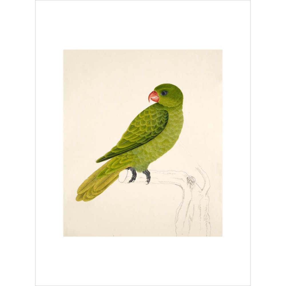 Blue-Backed Parrot print unframed