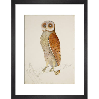 Bay owl (Phodilus Badius) print in black frame
