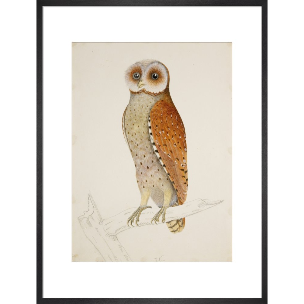 Bay owl (Phodilus Badius) print in black frame