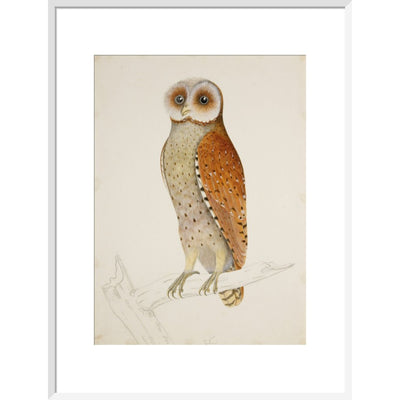 Bay owl (Phodilus Badius) print in white frame