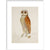Bay owl (Phodilus Badius) print in white frame