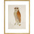 Bay owl (Phodilus Badius) print in gold frame