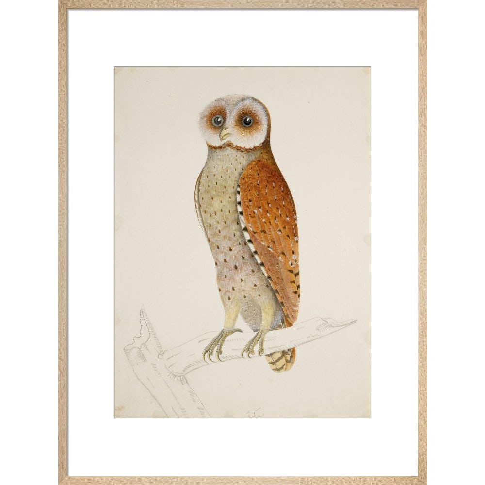 Bay owl (Phodilus Badius) print in natural frame