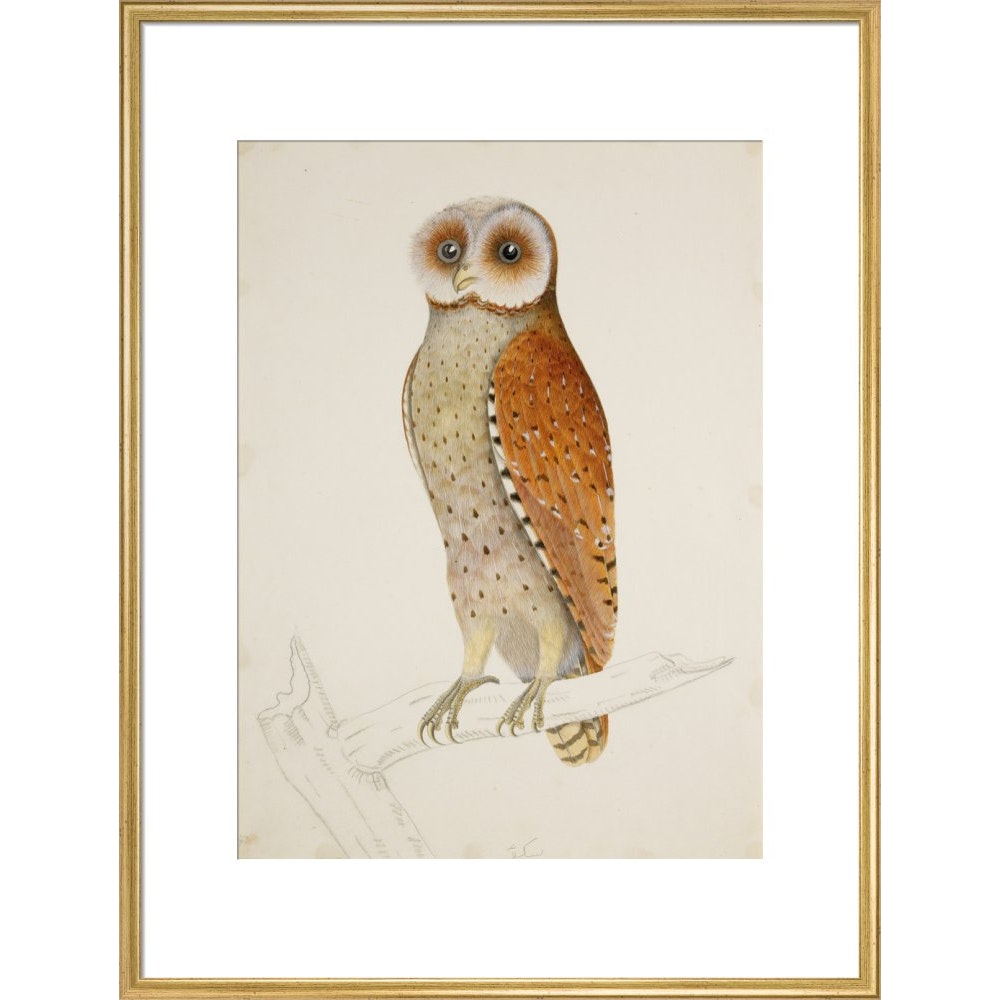 Bay owl (Phodilus Badius) print in gold frame