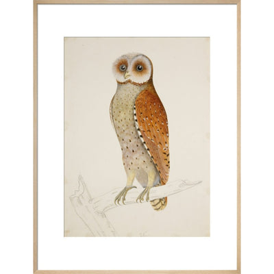 Bay owl (Phodilus Badius) print in natural frame