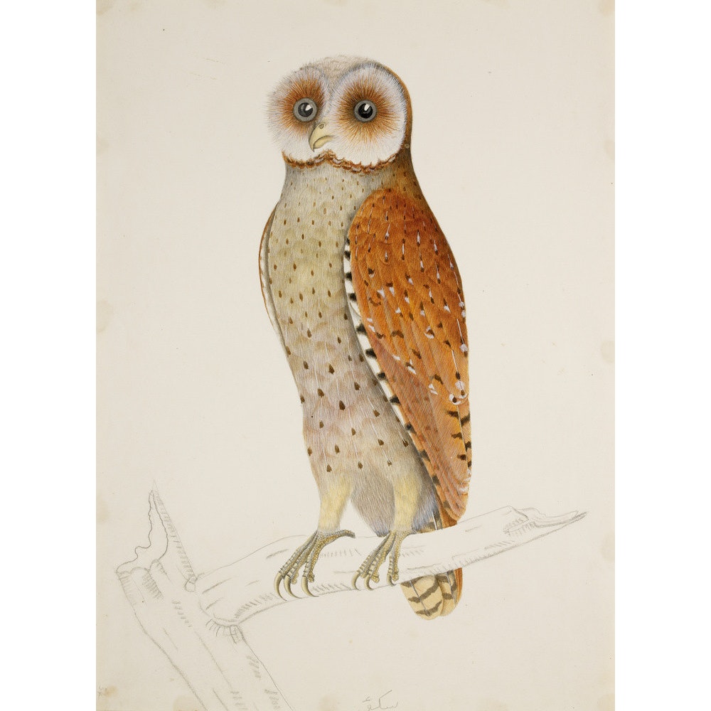 Bay owl (Phodilus Badius) print