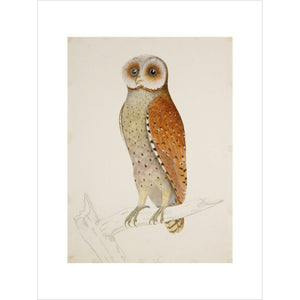 Bay owl (Phodilus Badius) print unframed