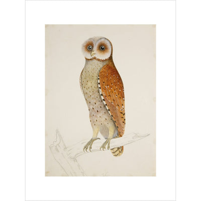 Bay owl (Phodilus Badius) print unframed