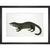Otter Civet print in black frame