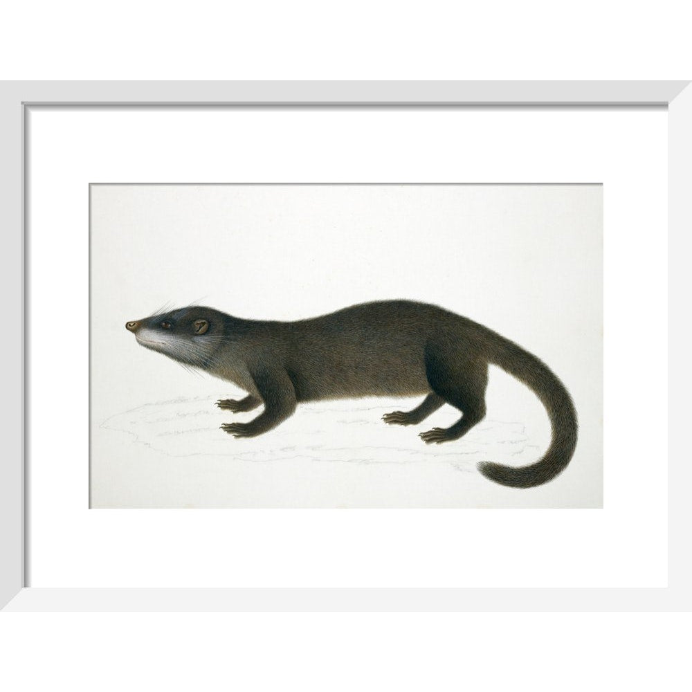 Otter Civet print in white frame