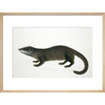 Otter Civet print in natural frame