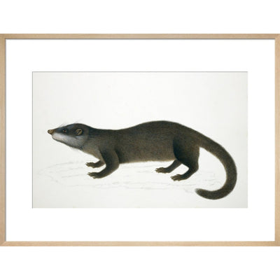 Otter Civet print in natural frame