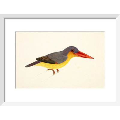 Stork-Billed Kingfisher print in white frame