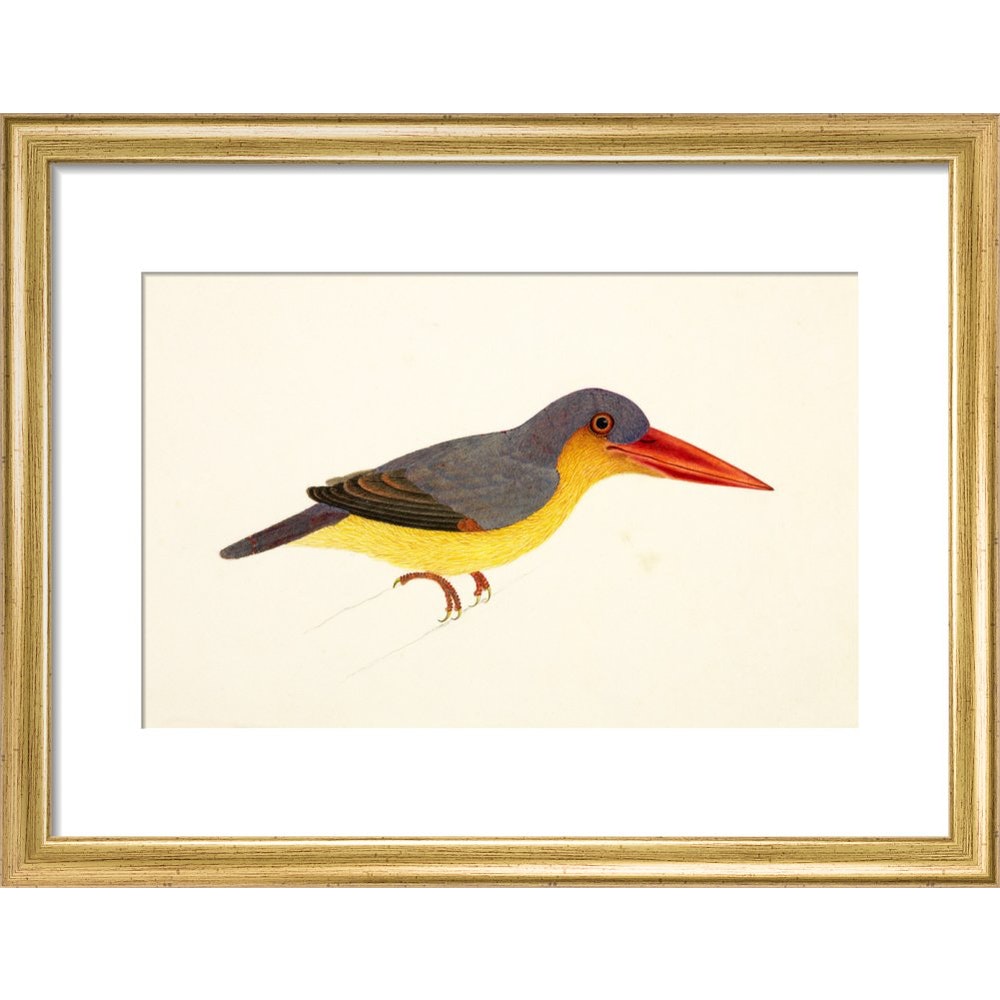Stork-Billed Kingfisher print in gold frame