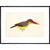 Stork-Billed Kingfisher print in black frame