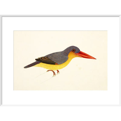 Stork-Billed Kingfisher print in white frame