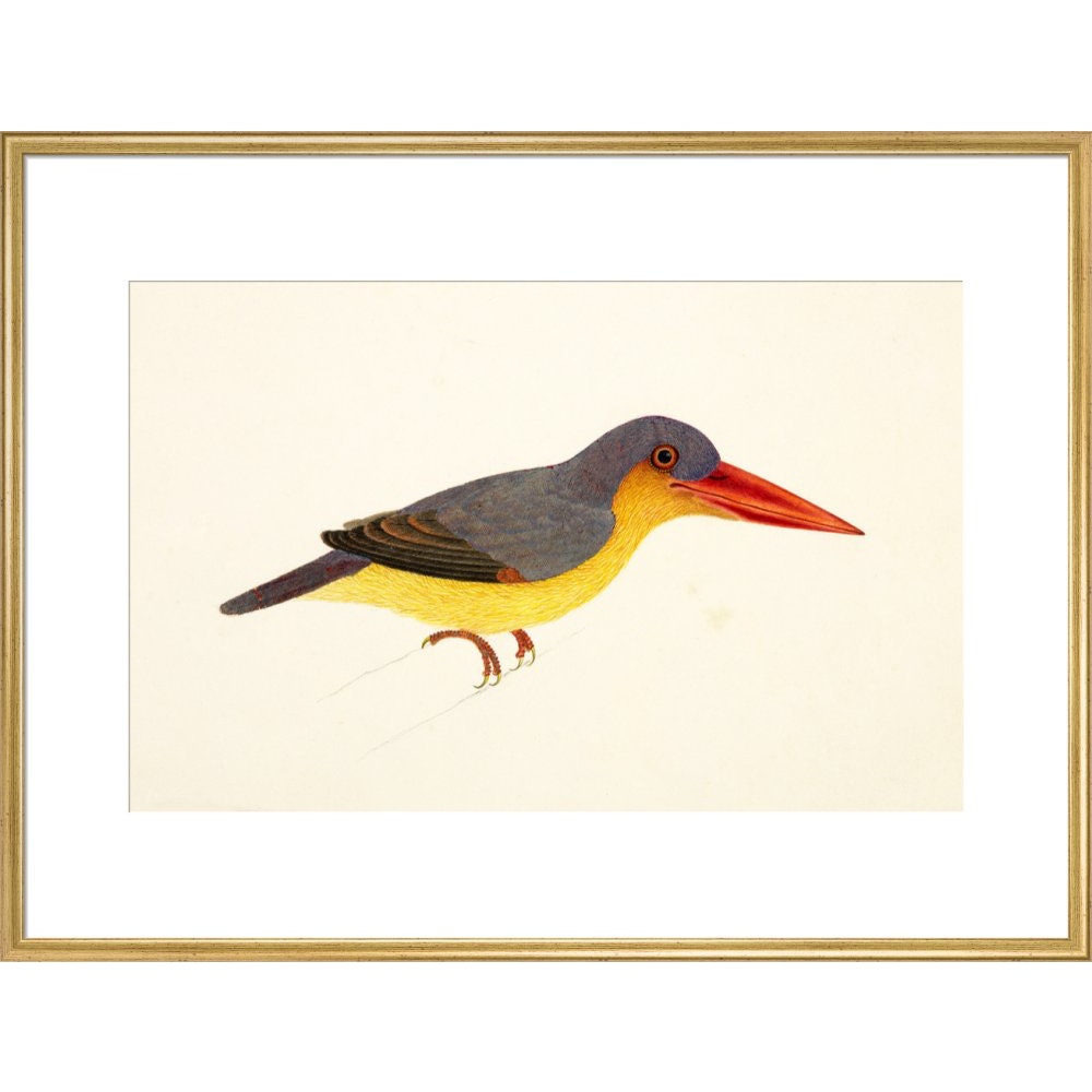 Stork-Billed Kingfisher print in gold frame