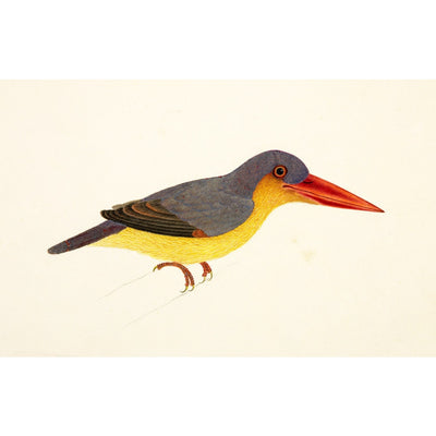 Stork-Billed Kingfisher print