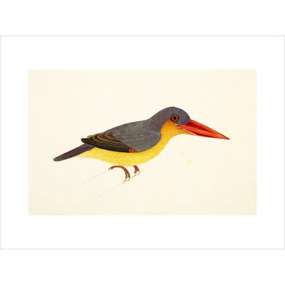 Stork-Billed Kingfisher print unframed