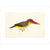Stork-Billed Kingfisher print unframed