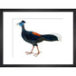 Crested Fireback Pheasant print in black frame